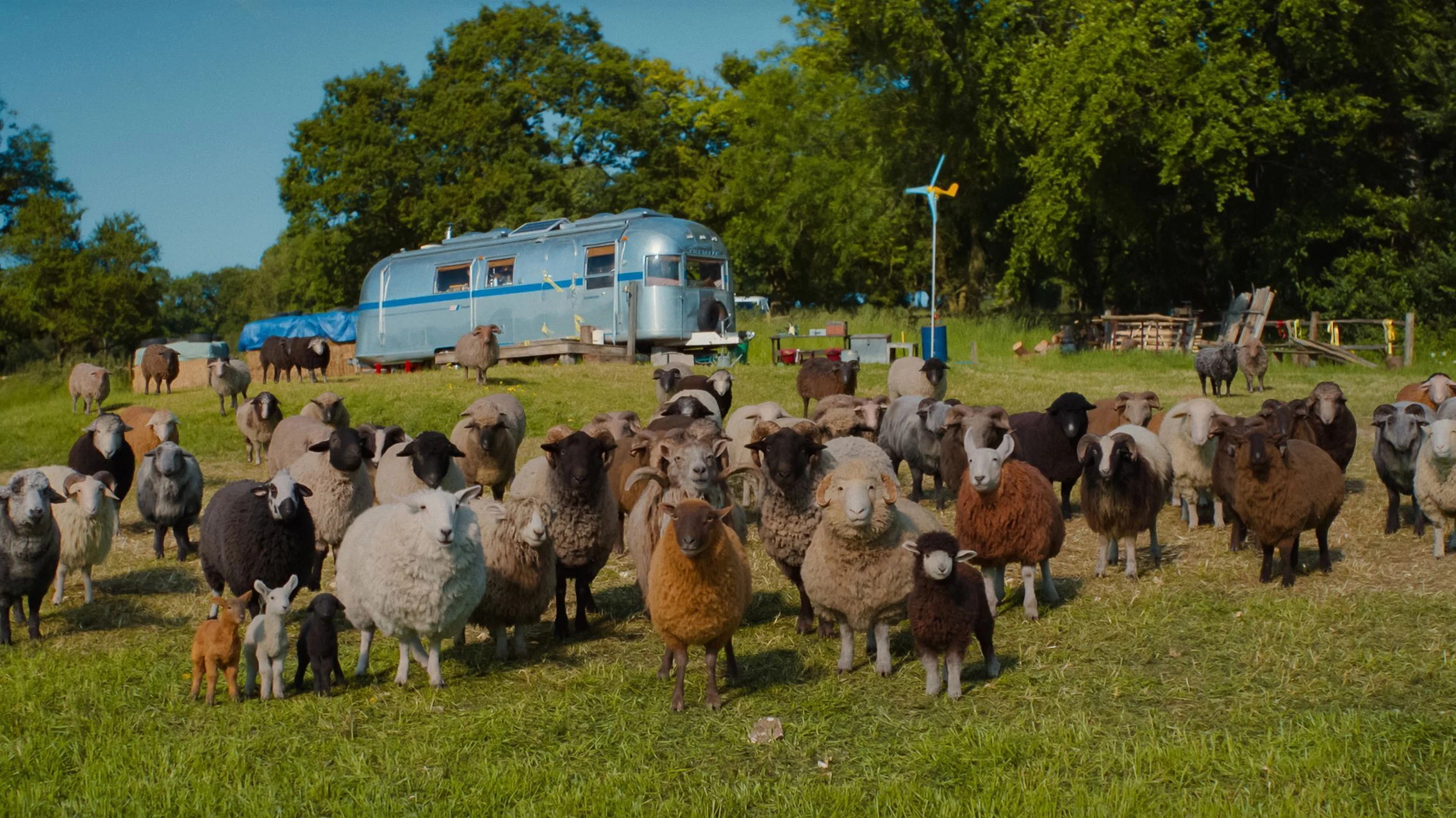 The Sheep Detectives — still 2